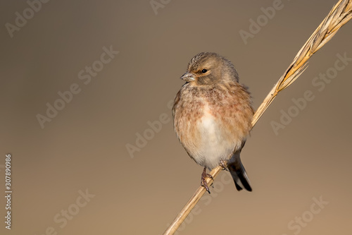 Linnet Perched on Plant