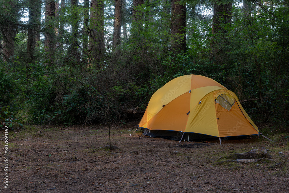 Camping in Humboldt County, yellow iglu tent in pine forest on an overcast foggy day, typical of Northern California