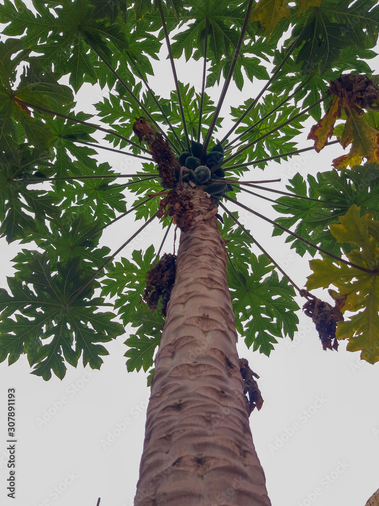 Fototapeta premium palm tree on background of blue sky