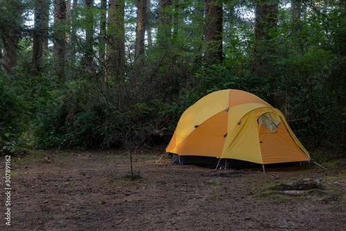 Camping in Humboldt County, yellow iglu tent in pine forest on an overcast foggy day, typical of Northern California