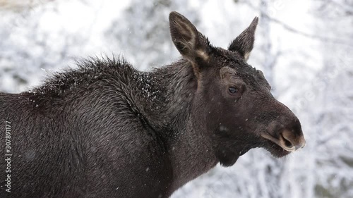 moose elk animal close up side view watching alerted snowy weather winter forest