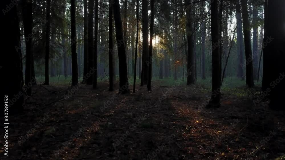 rays of sun in the forest rays of sun in the forest