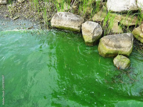 Coast of lake full of green algae and cyanobacteria