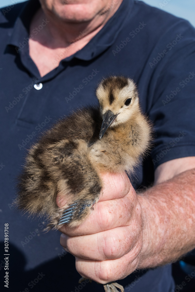 Ringing of a chick Eurasian curlew, Numenius arquata