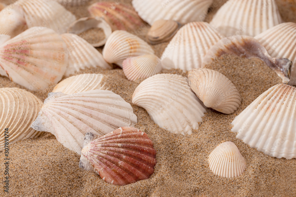 Sea shells on a sunny beach
