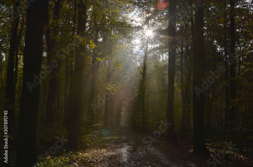 Herbstwald © fra