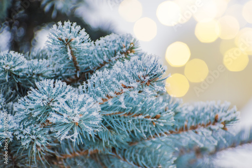 Winter background with branches of spruce and christmas lights and bokeh