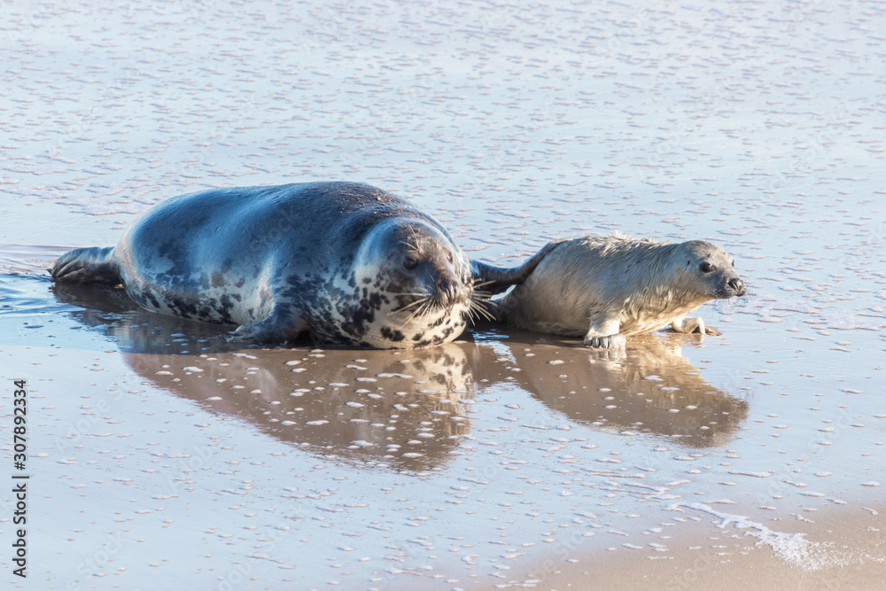 Obraz premium Grey seals: mother and baby (cow and pup) playing in the surf