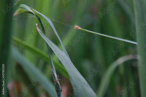 blurry grass with beautiful background and foreground bokeh. grass close ups that you can use as a fresh or spring theme wallpaper.