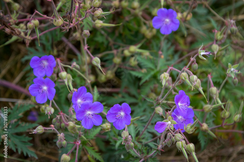 Meadow Cranesbill  Geranium pratense  flowering in the Yorkshire Dales