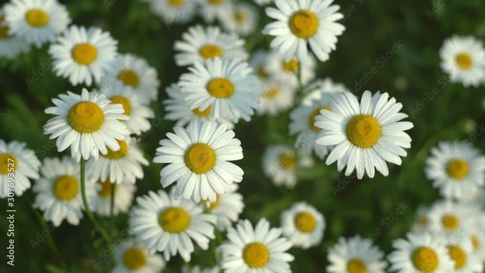 Top view of blooming camomile fluttering on wind in the green field in spring meadow, the bee flying over, soft focus Top view of blooming camomile fluttering on wind in the green field in spring meadow, the bee flying over, soft focus