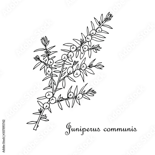 Wallpaper Mural Juniper branch, cone art design elements nature monochrome sketch object isolated stock vector illustration for web, for print Torontodigital.ca