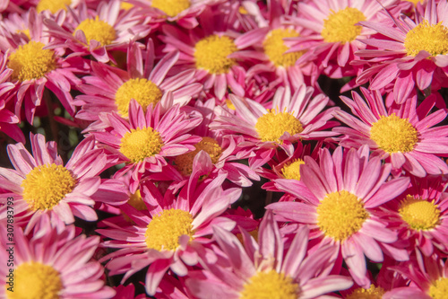 Beautiful flowers as background