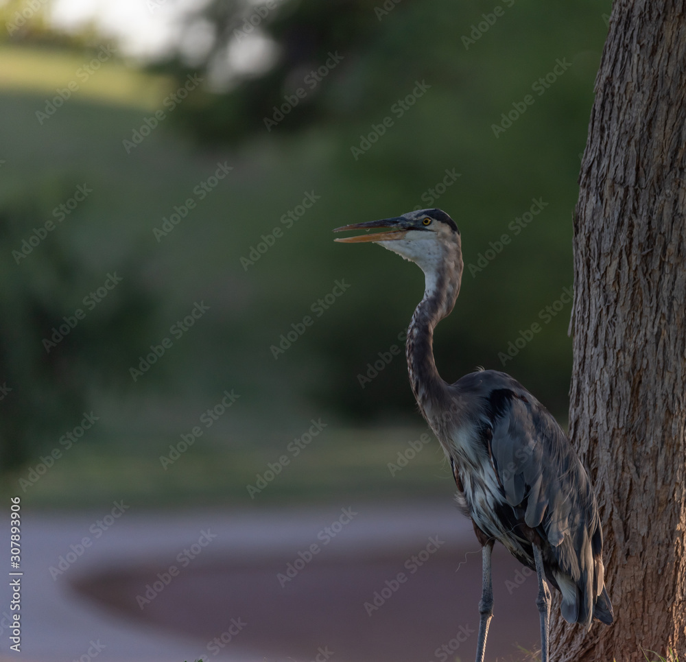 Obraz premium Heron