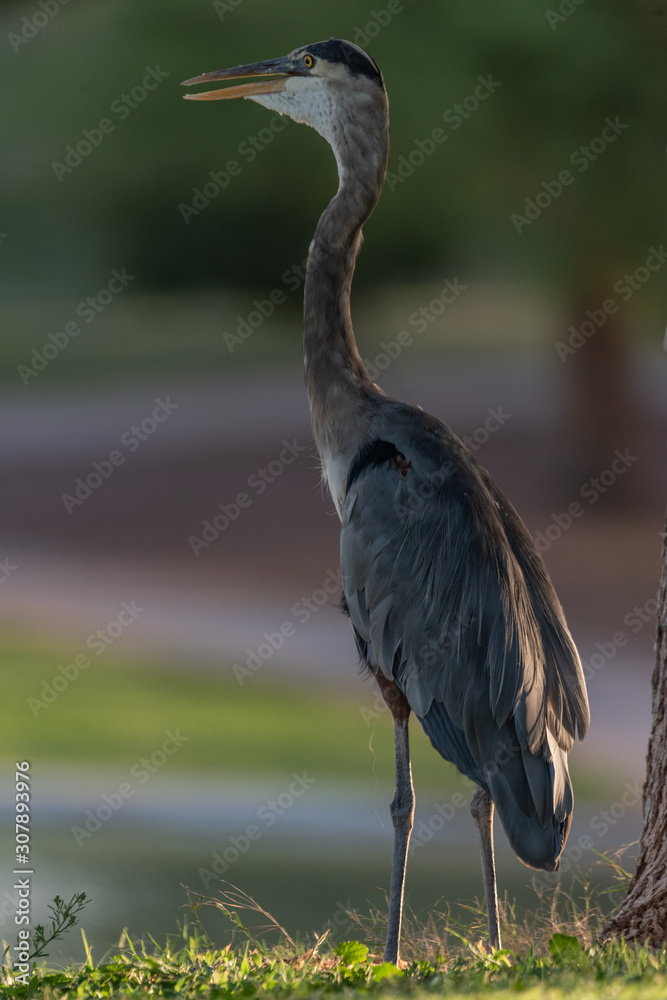 Fototapeta premium Heron