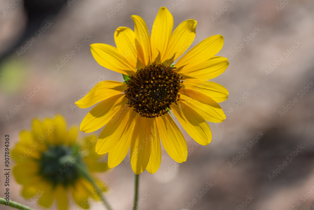 Flowers Flowers