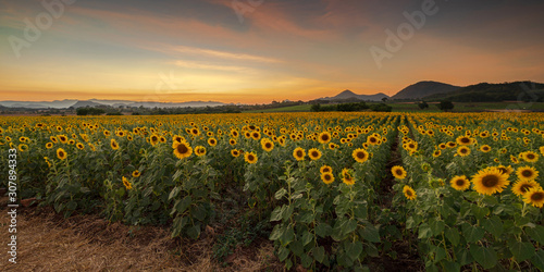 Blooming sunflower plants in the countryside at sunset