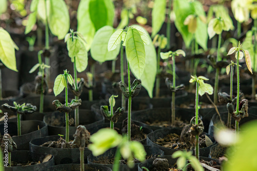 Cocoa Trees Is Growing New On The Farm