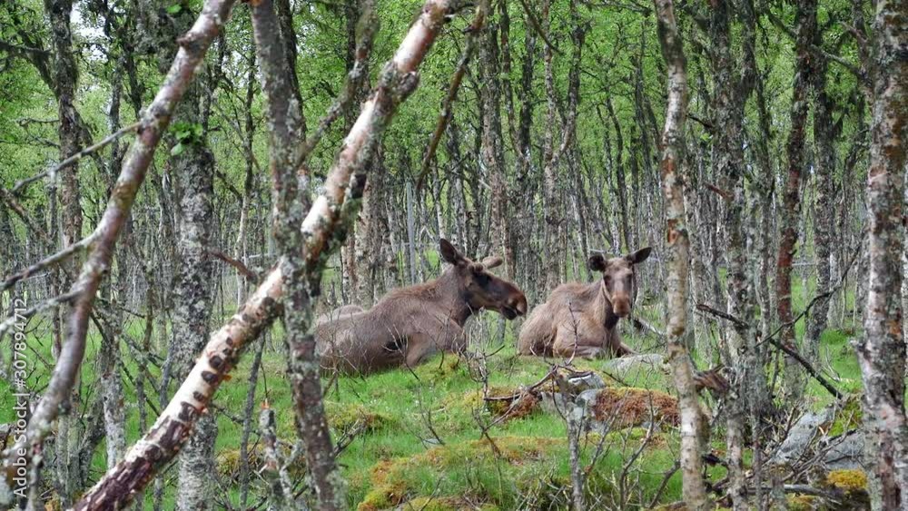 moose elk couple animals in forest on ground laying distant view moose elk couple animals in forest on ground laying distant view