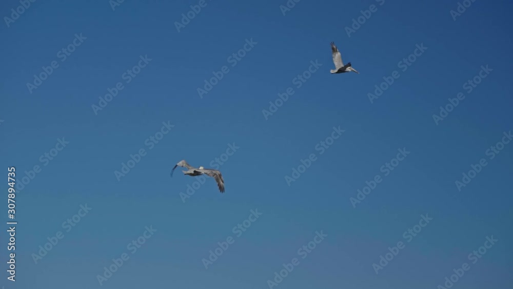 California Brown Pelicans flying in the sky California Brown Pelicans flying in the sky