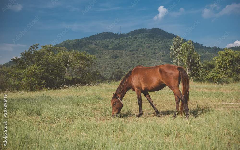 Brown color horse relaxing in the grass land.