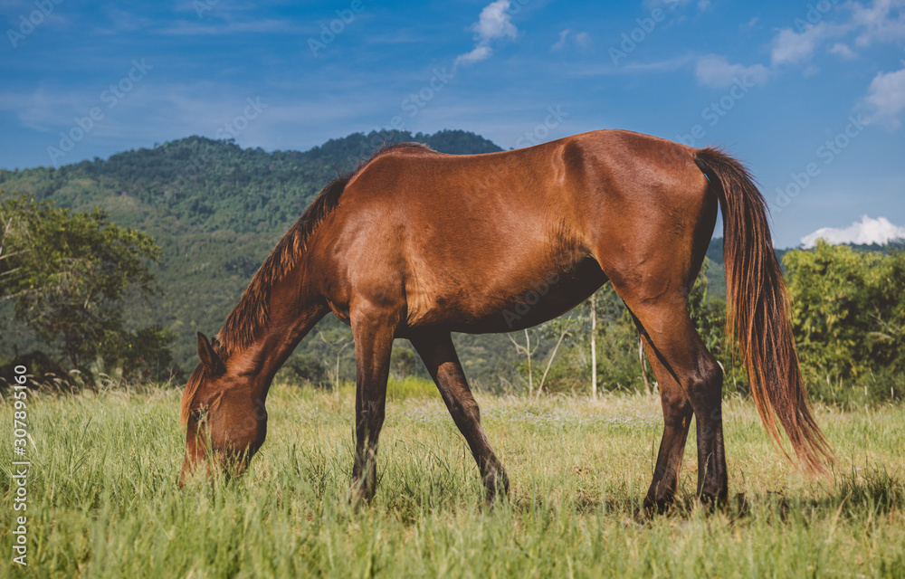 Brown color horse relaxing in the grass land.