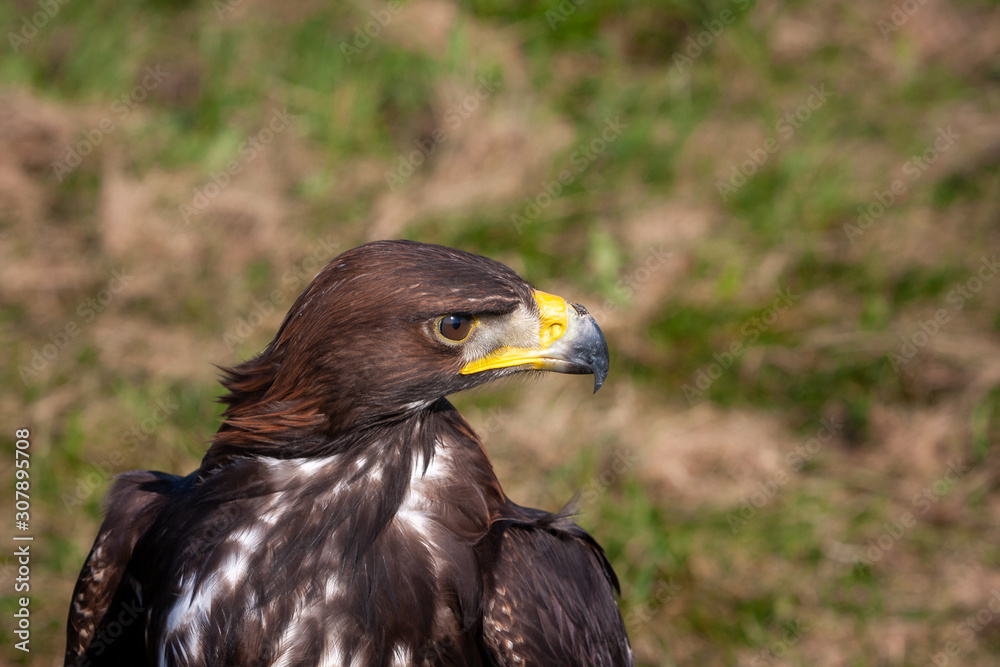 Golden Eagle (Aquila chrysaetos) Golden Eagle (Aquila chrysaetos)