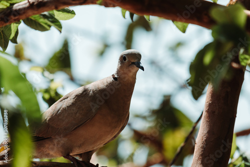 Closeup shot of the dove bird on branch photo