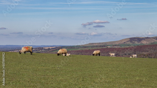 Sheep at Home on the South Downs in Sussex