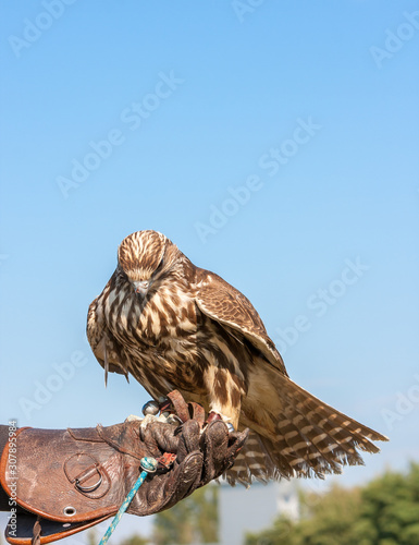 Saker falcon sitting on falconer's gauntlet