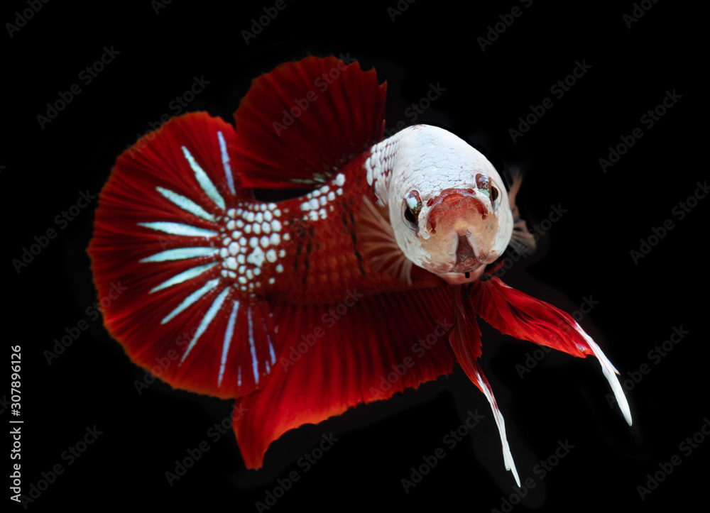 premium betta fish