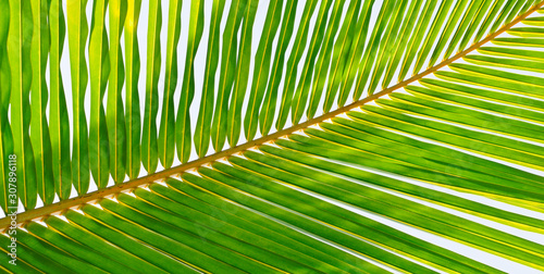 Coconut palm leaves on sky background. Wide photo.