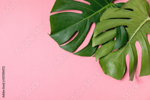 Two tropical jungle Monstera leaves with water spots isolated over coral background.