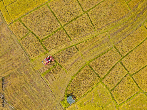 Rice farm on harvesting season by farmer with combine harvesters. And tractor on Rice field plantation pattern. photo by drone from bird eye view in countryside