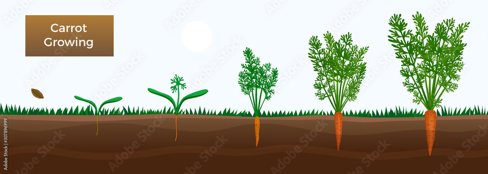 Fototapeta Carrot Growth Stages Banner