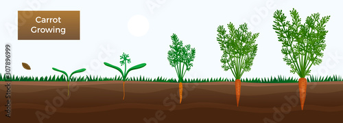 Carrot Growth Stages Banner 