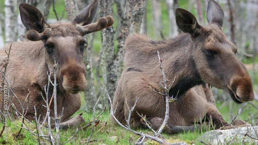 moose elk couple animals on ground laying to masticate front view moose elk couple animals on ground laying to masticate front view