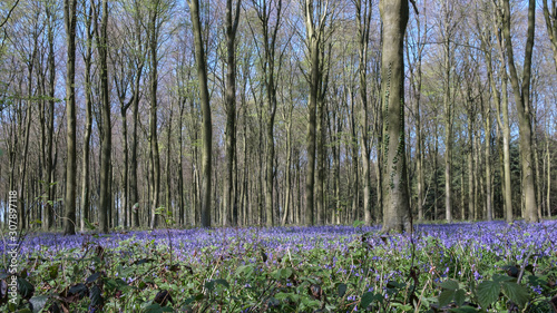 Bluebells in Wepham Wood