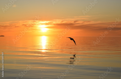 Sunset on the coast of the Sea of Azov. Flyiing seagull is reflected in the water.