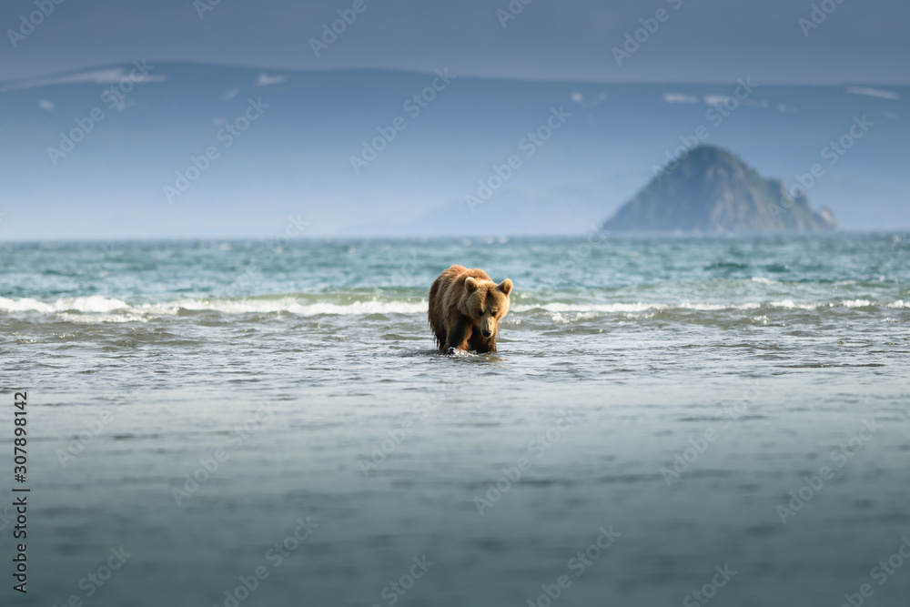 Ruling the landscape, brown bears of Kamchatka (Ursus arctos beringianus) Ruling the landscape, brown bears of Kamchatka (Ursus arctos beringianus)