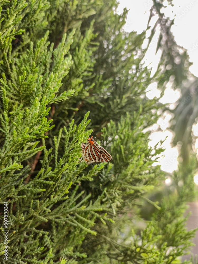Obraz premium Butterfly on a leaf.