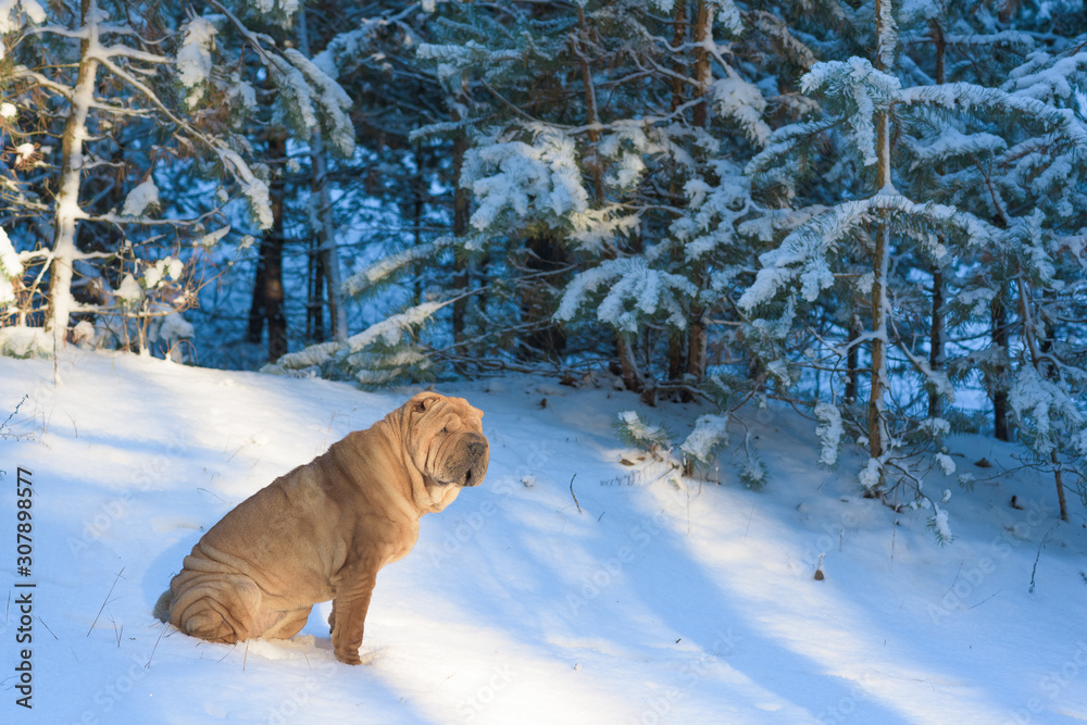 sharpei dog sits on the snow. winter landscape. blue color of the year 2020 sharpei dog sits on the snow. winter landscape. blue color of the year 2020