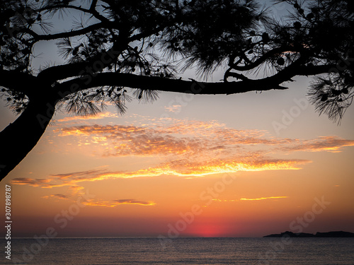 a tree silhouette by the sea at dawn