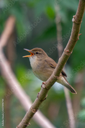 Brown Breasted Flycatcher on a branch at Bhadravathi Karnataka