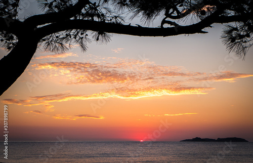 a tree silhouette by the sea at dawn