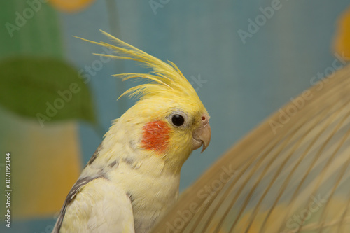 Schilderij op canvas A yellow corella parrot with red cheeks and long feathers