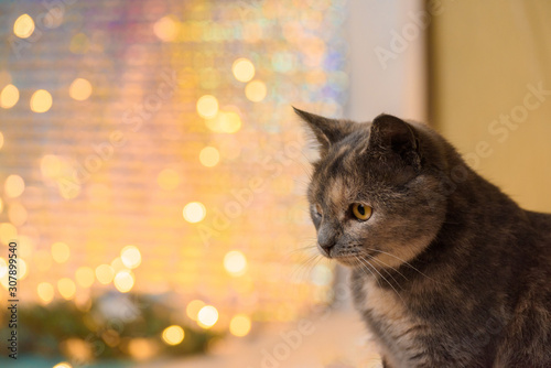 the cat looks to the side against the background of Christmas garlands. space for text. Christmas card 2020