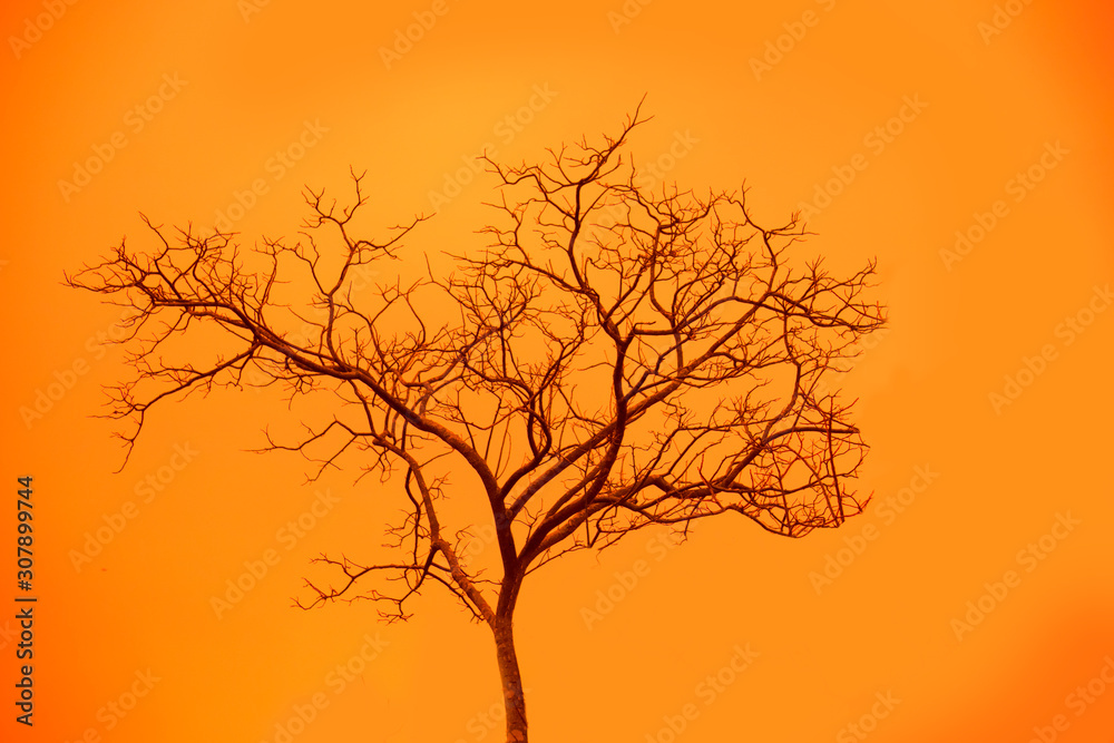 Dying tree on the yellow background Dying tree on the yellow background