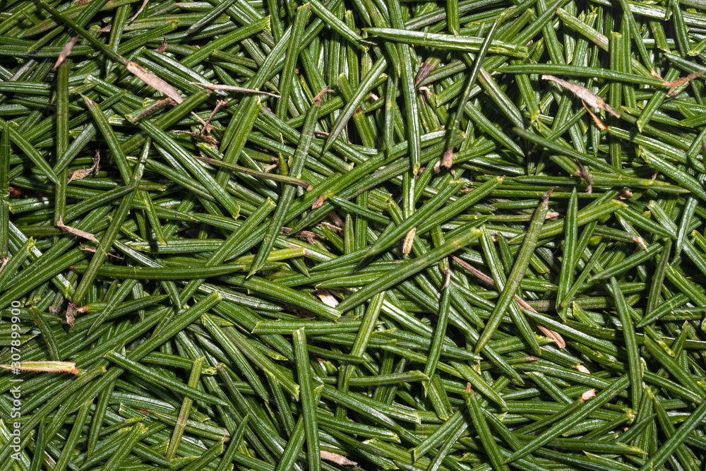 Background of spruce christmas needles with tree