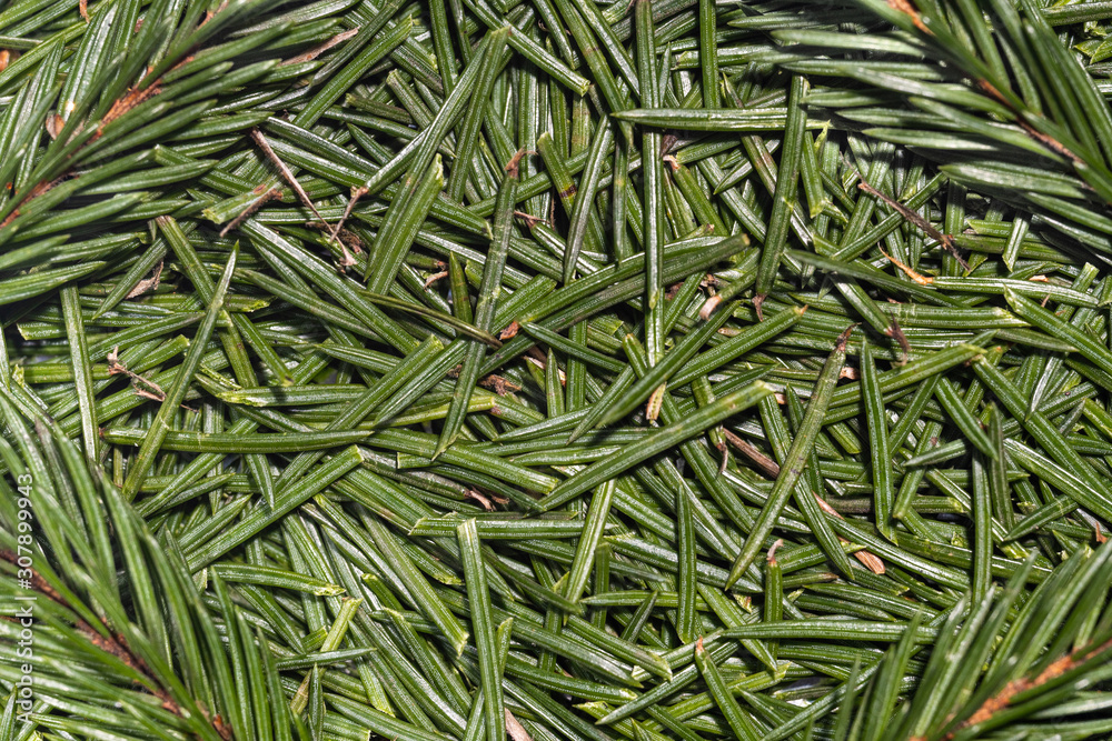 Background of fir needles and twigs for New Year cards Background of fir needles and twigs for New Year cards